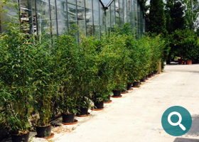 Qualitative Bambus Pflanzen von der DPL Gläser GmbH