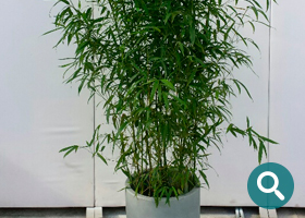 Bambus Topflanzen als Leihpflanzen der DPL Gläser GmbH