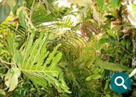 Der Pflanzenverleih München mit dekorativen Dschungel Pflanzen