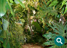 Ob für ein besonderes Fotoshooting oder eine ausgefallene Party, Dschungel Pflanzen von DPL Gläser GmbH