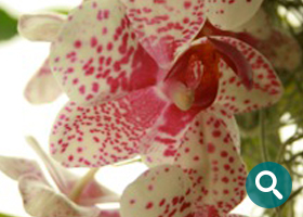 Exotische Blüten für Reisemessen mit dem Pflanzenverleih der DPL Gläser GmbH
